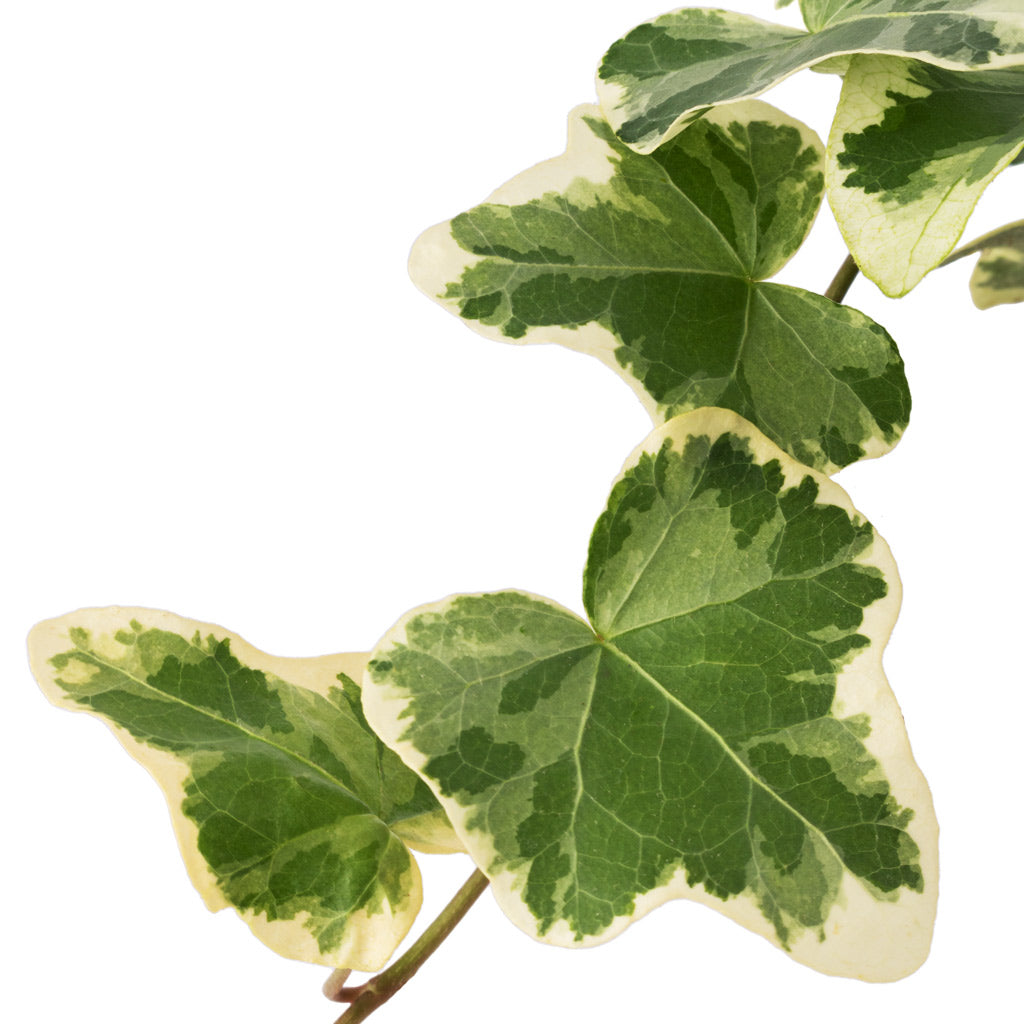 Hedera helix White Wonder - English Ivy & Bilbao Plant Pot - Heritage Blue