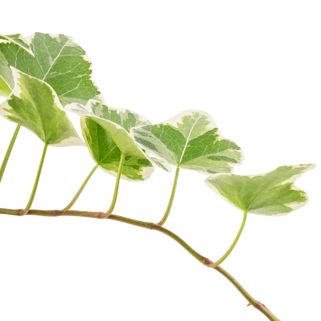 Hedera helix White Wonder - English Ivy Stem & Leaves