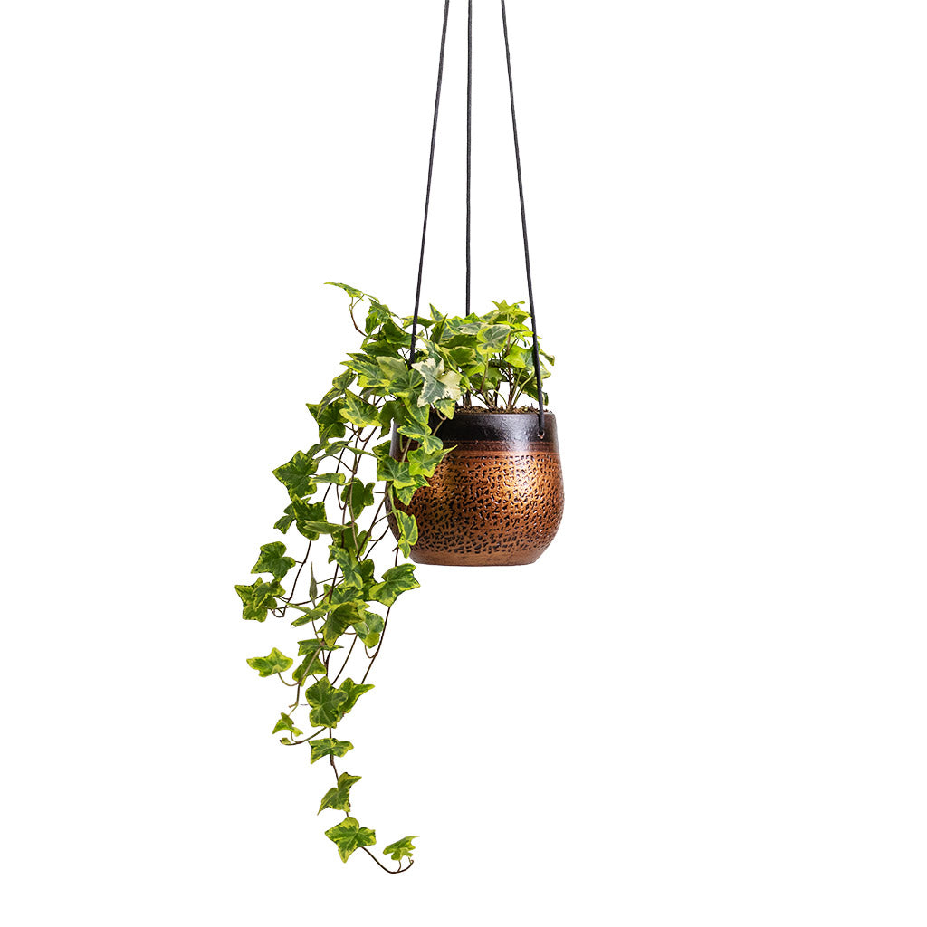 Hedera helix Golden Kolibri - English Ivy & Mya Hanging Planter - Shiny Mocha