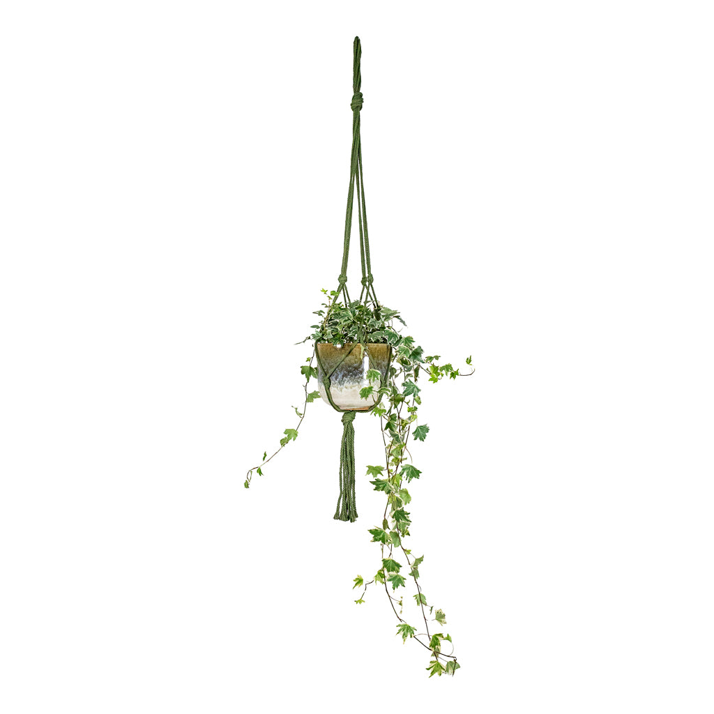 Hedera helix Golden Kolibri English Ivy 13x20cm House Plant in Rowe Glaze Pot Olive Wash 14.5x13cm hanging in Knotted Macrame Hanging Rope Forest 90cm