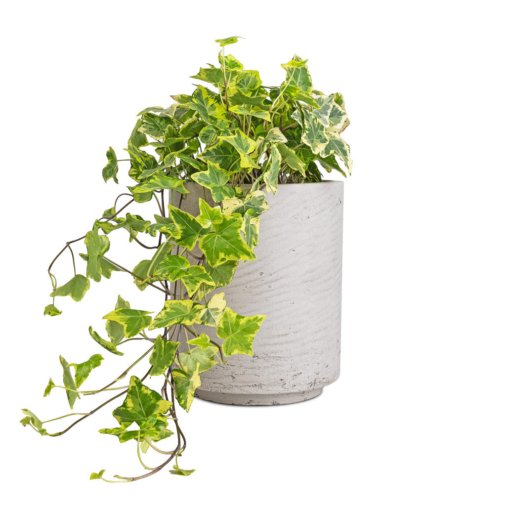 Hedera helix Golden Kolibri - English Ivy &amp; Suzi Plant Pot - Grey Washed