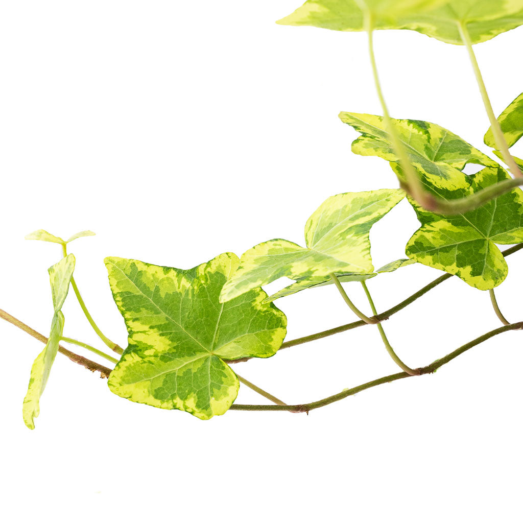 Hedera helix Golden Kolibri - English Ivy Stem & Leaves