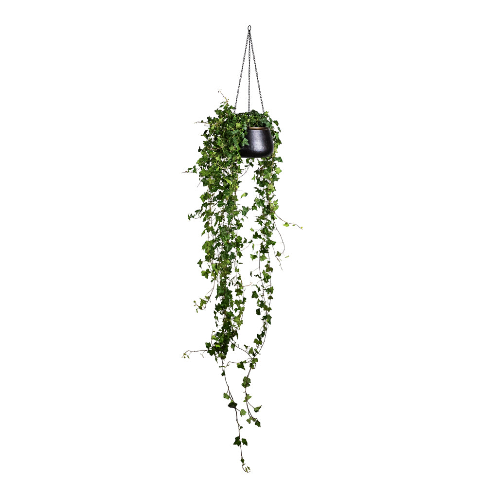 Hedera helix Pittsburgh English Ivy 17x80cm Sahara Hanging Pot Slate 24x16cm_1