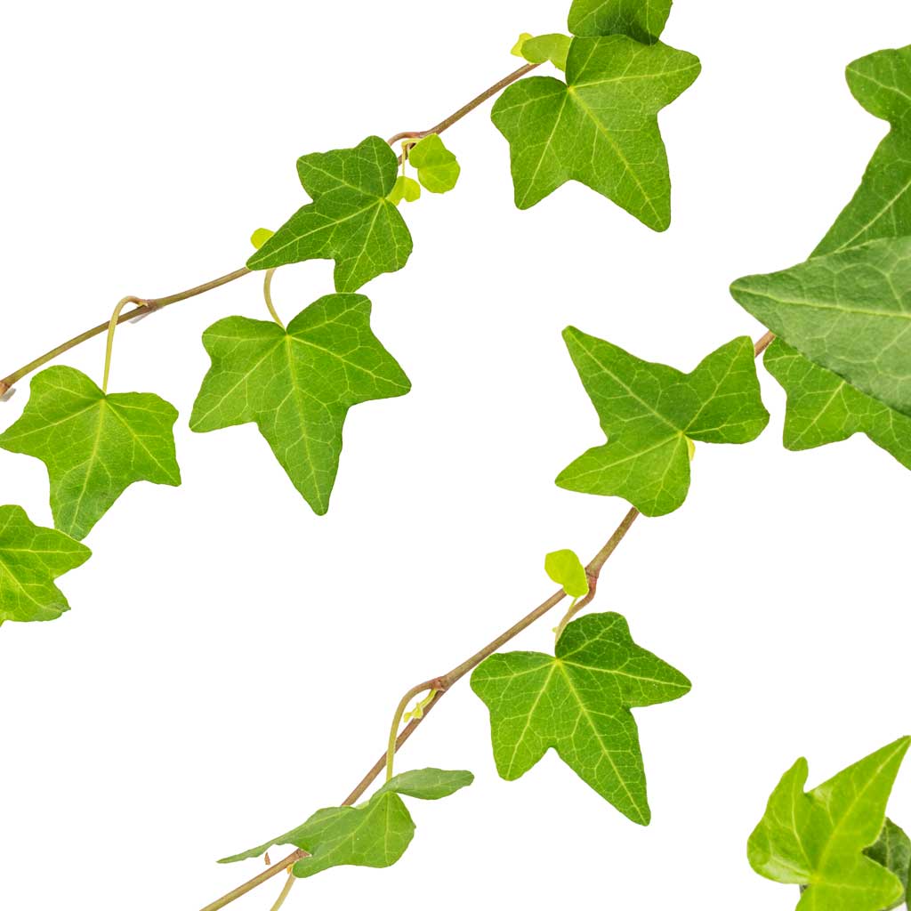 5 Fast Facts About English Ivy