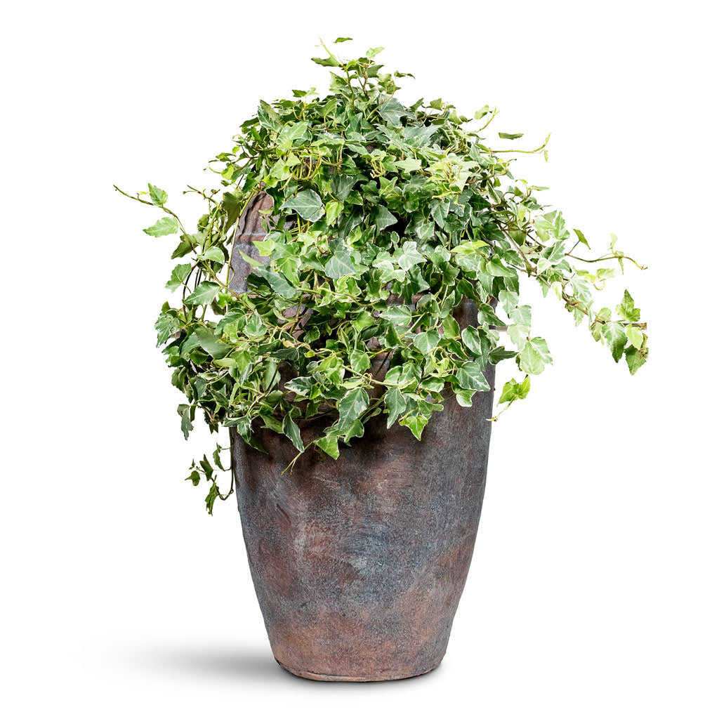 Hedera helix White Wonder English Ivy 13x20cm House Plant in Kris Plant Vase Copper Grey 27x47cm