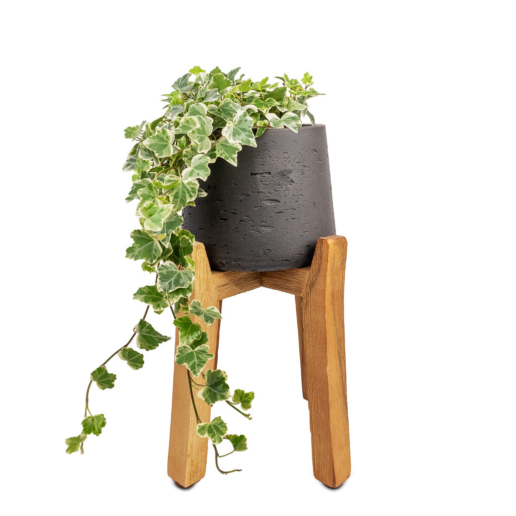 Hedera helix White Wonder English Ivy - 13x20cm & Patt Plant Pot Tall Stand Black Washed - 23x34cm