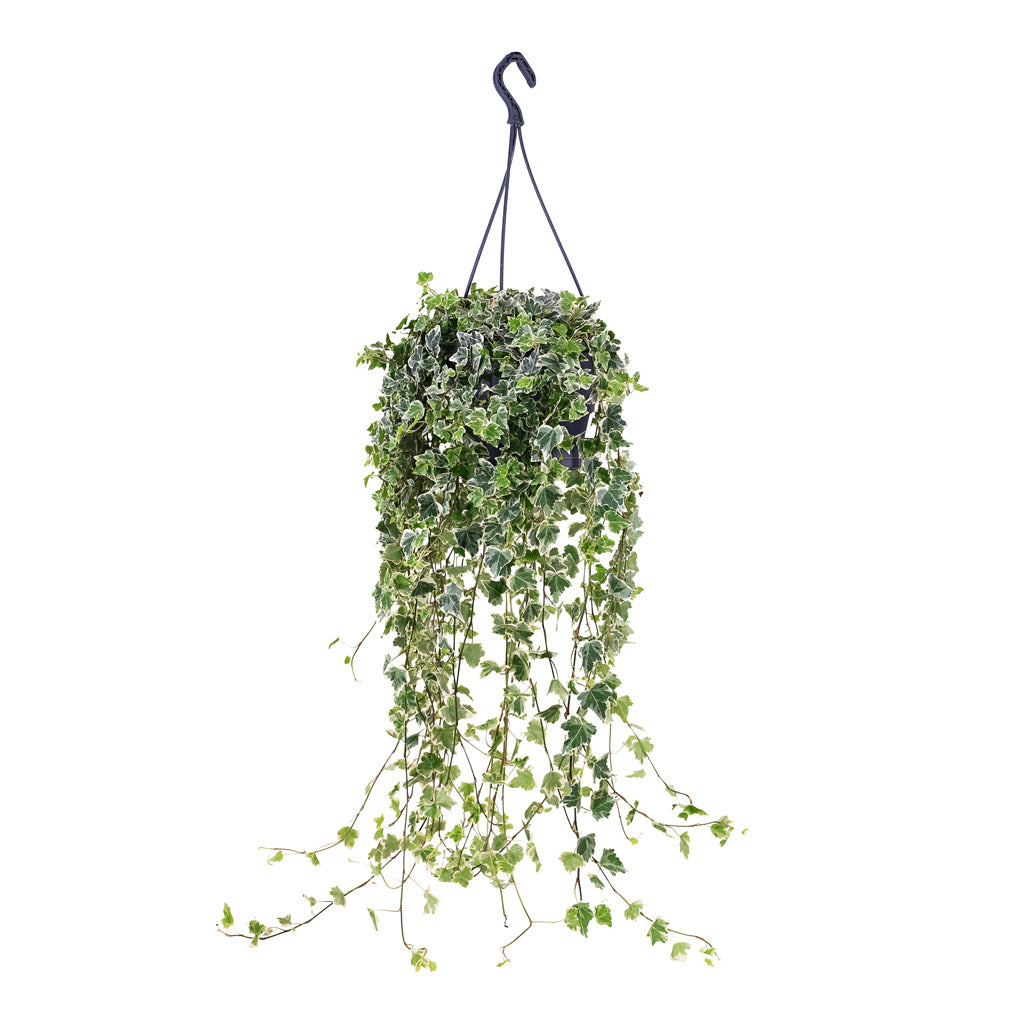 Hedera helix White Wonder English Ivy 19x50cm