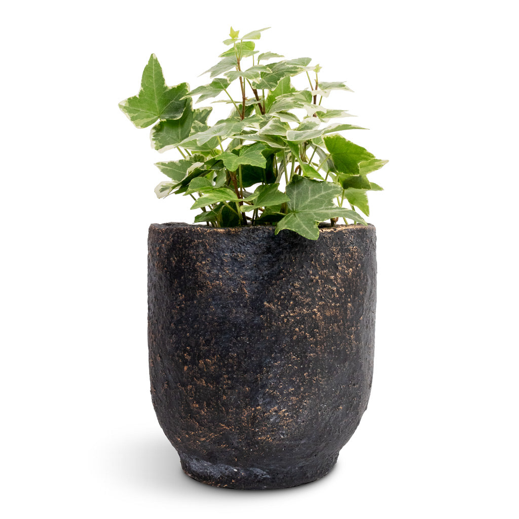 Hedera helix White Wonder English Ivy 9x10cm & Dave Plant Pot Earth - 11x12cm