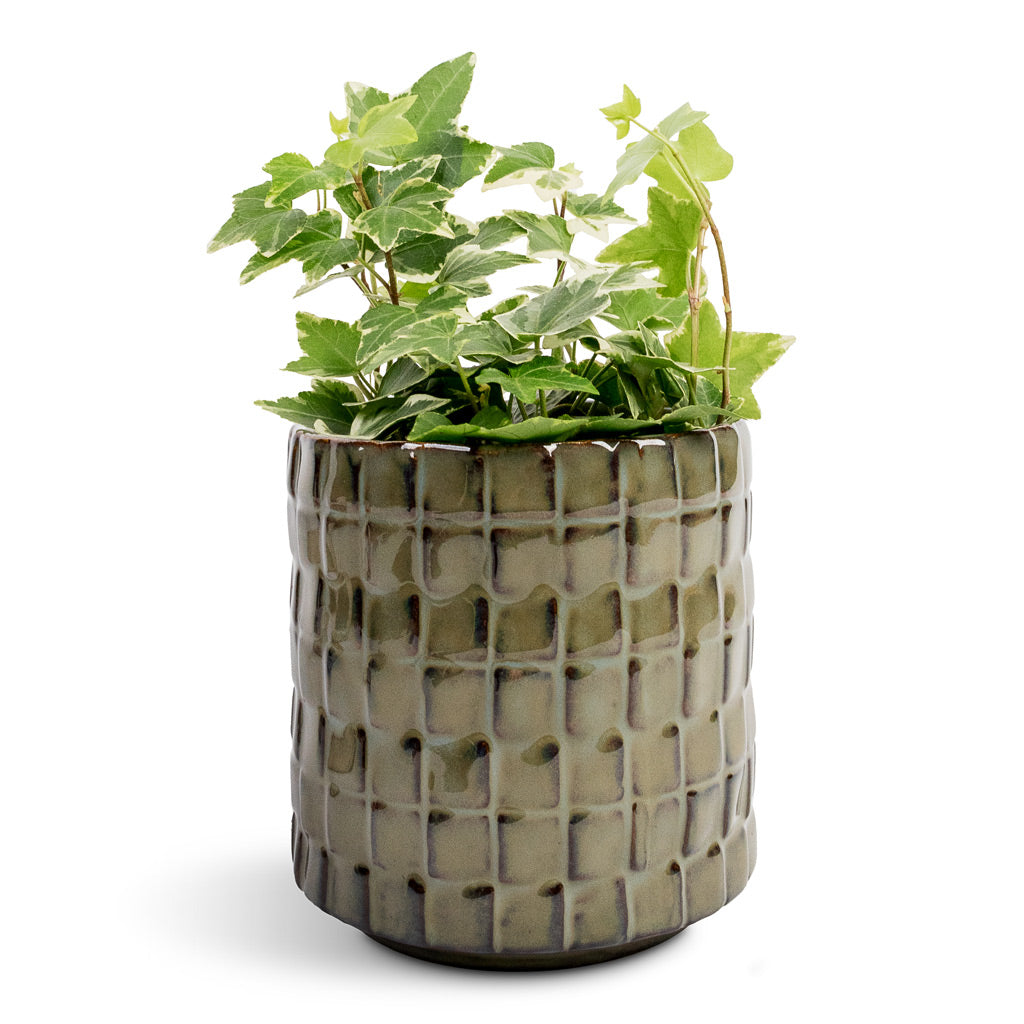 Hedera helix White Wonder English Ivy 9x10cm & Stian Plant Pot Moss Green - 10x11cm