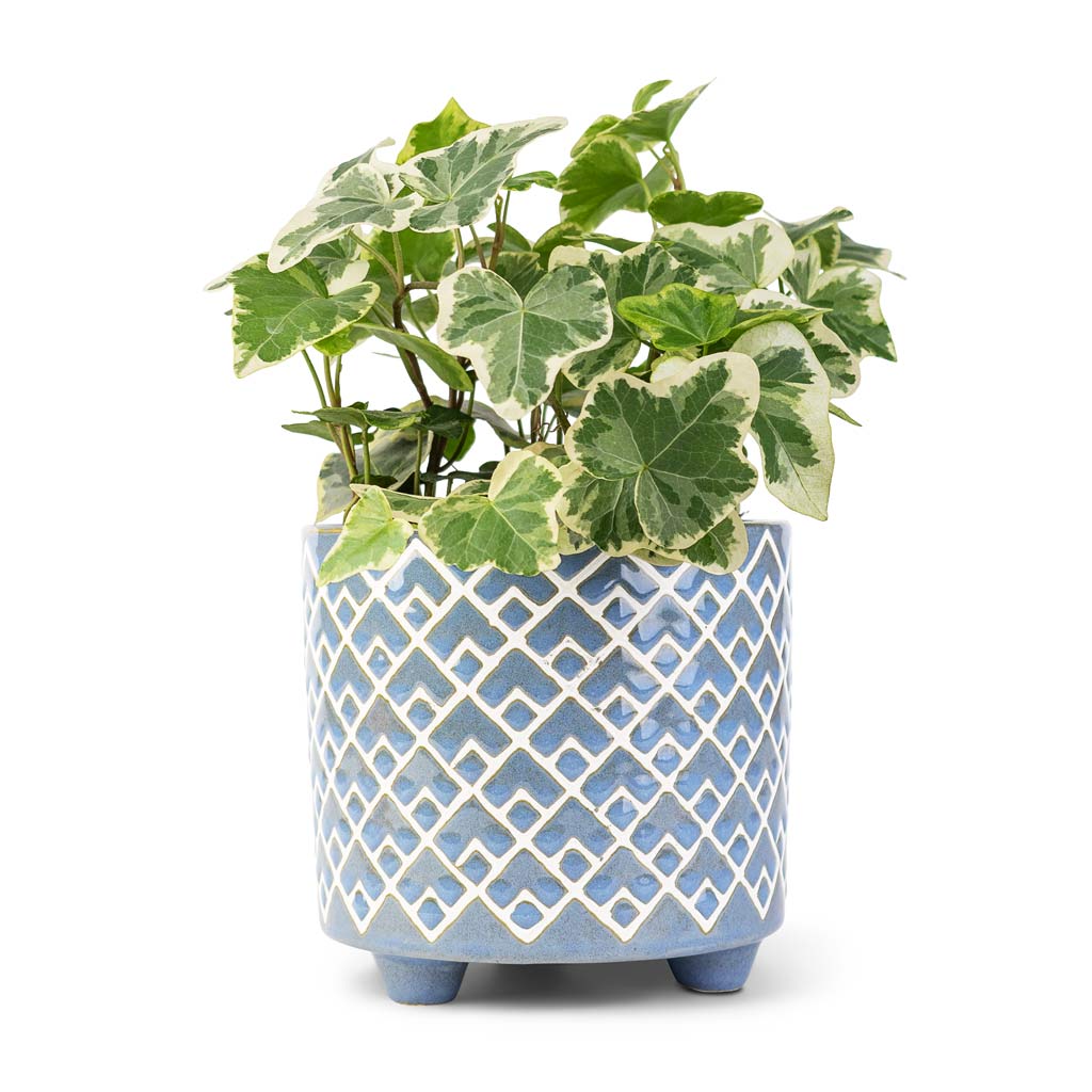 Hedera helix White Wonder - English Ivy &amp; Bilbao Plant Pot - Heritage Blue