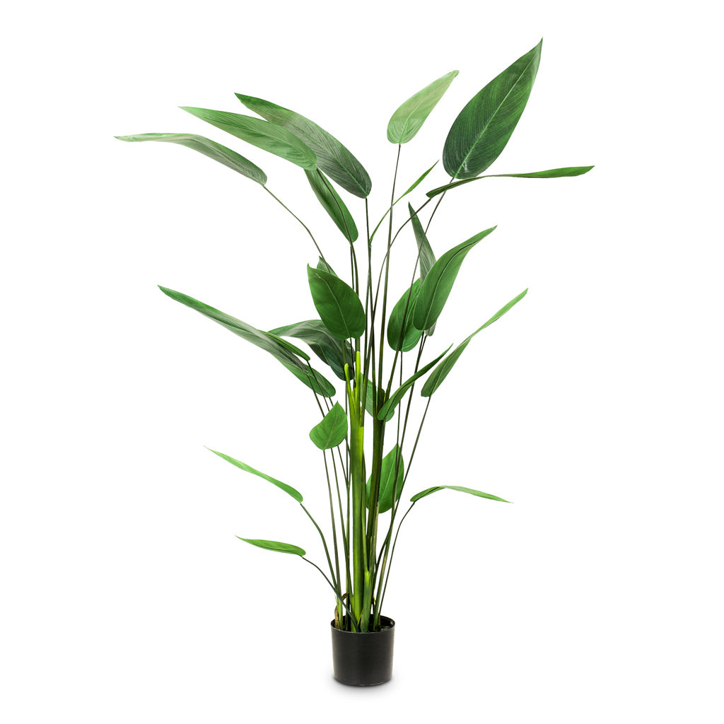 Heliconia Artificial - 175cm