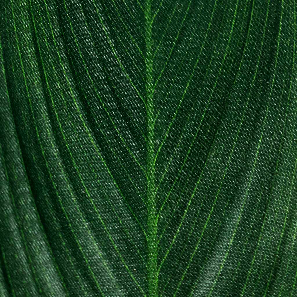 Heliconia Artificial Close Up Of Leaf Pattern