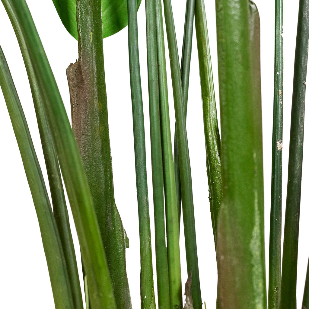 Heliconia Artificial Close Up Of Stems