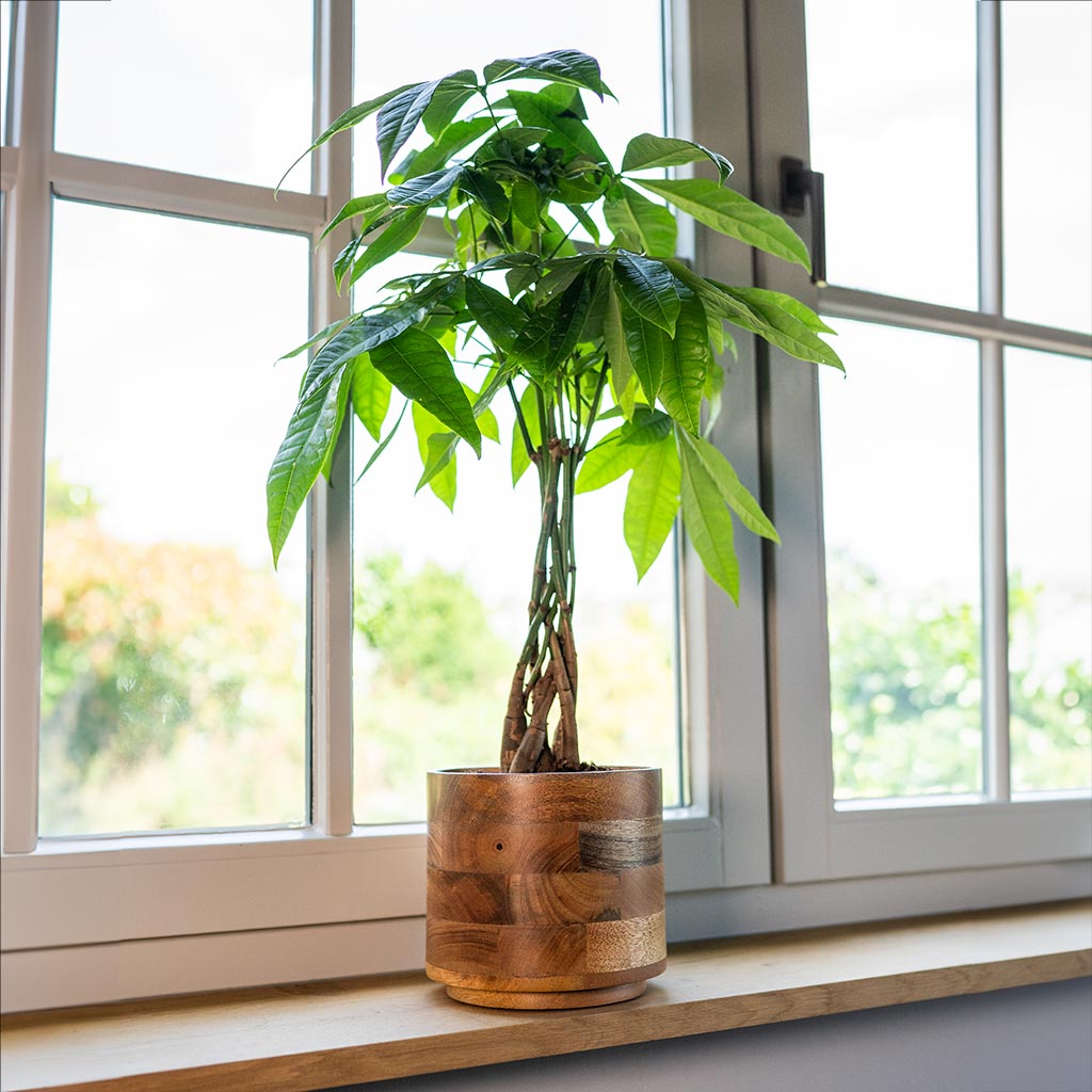 Helle Plant Pot & Pachira