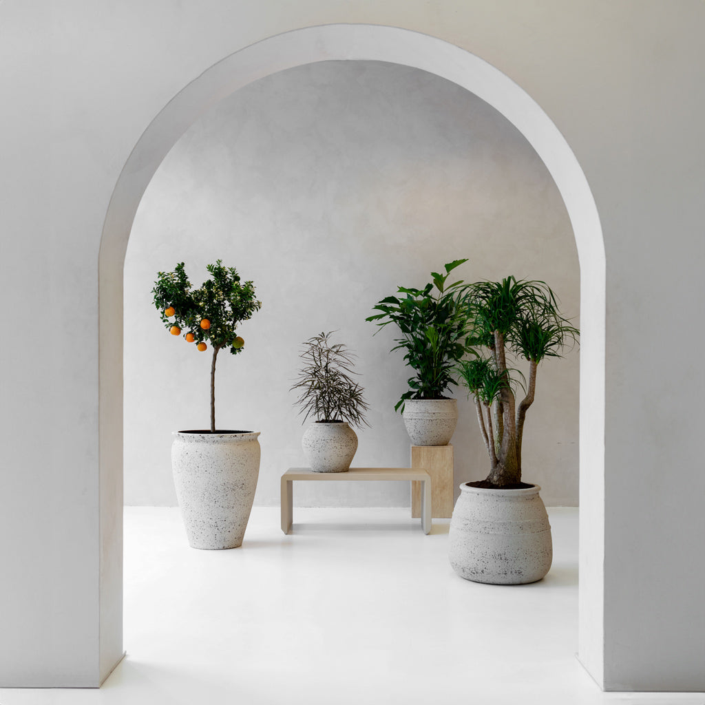 mediterranean indoor plants Artemis Mediterranean Planter - Chalk White | Hortology