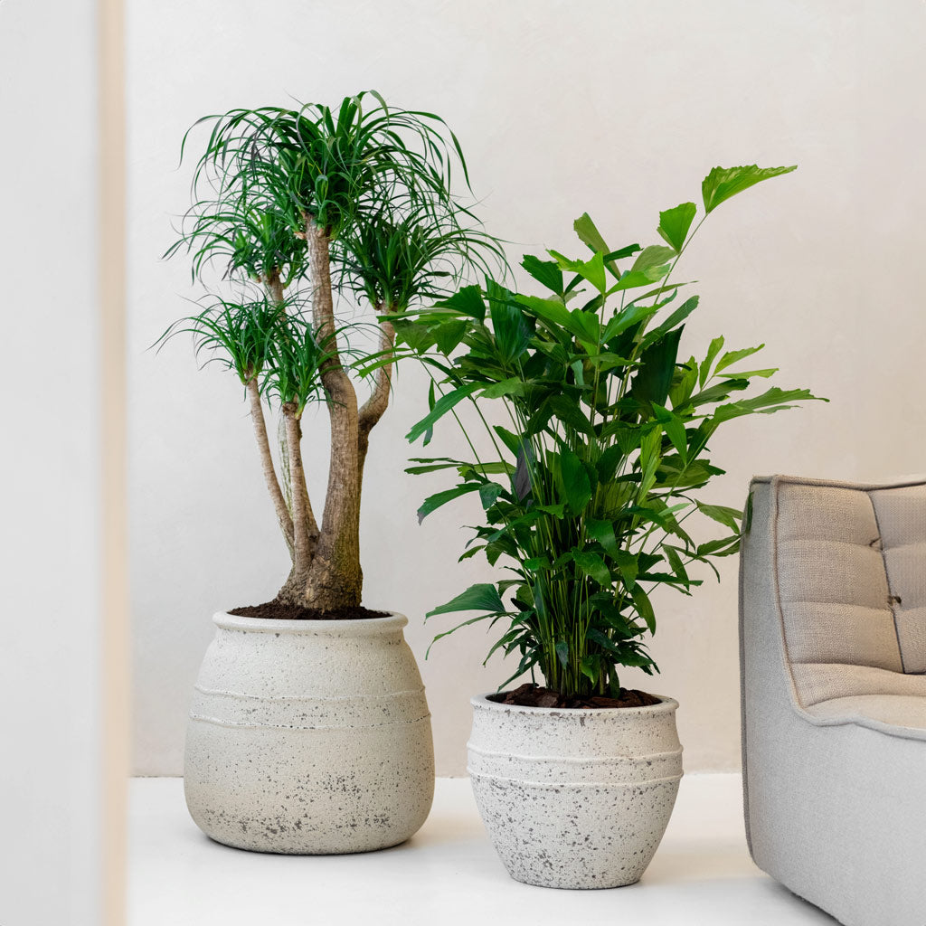 Hestia Mediterranean Planter - Chalk White & Houseplants