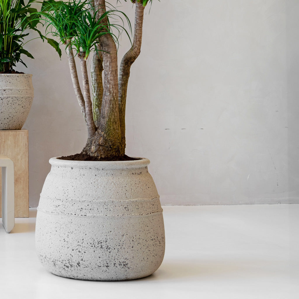 Hestia Mediterranean Planter - Chalk White & Indoor Tree
