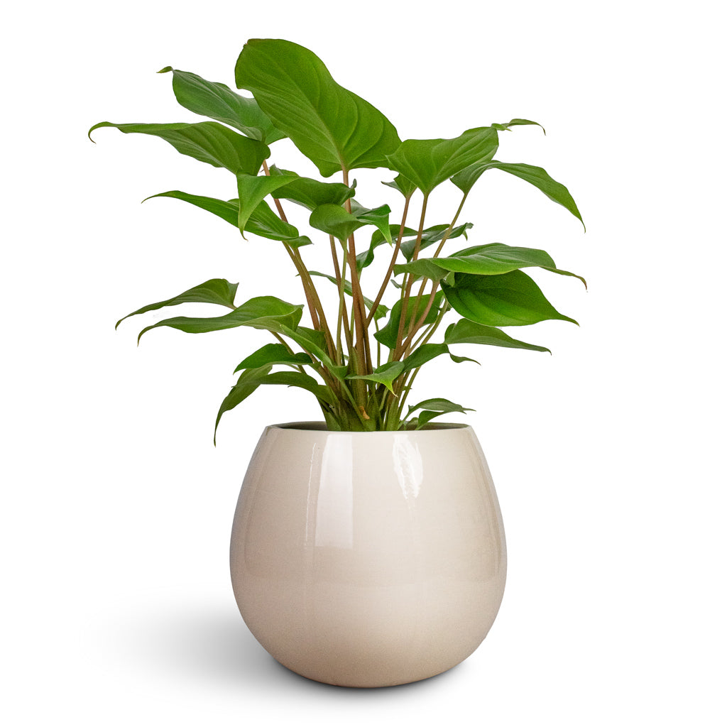 Homalomena rubescens Maggy - Shield Plant & Nova Plant Pot - Cream