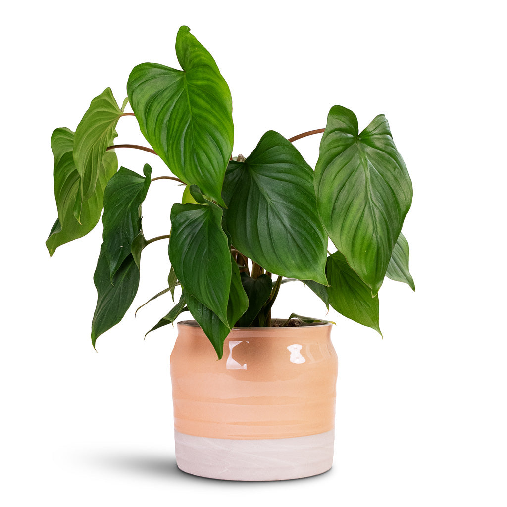 Homalomena rubescens Maggy Shield Plant 13x40cm house plant in Puro Ripple Pot Peach 17x16cm