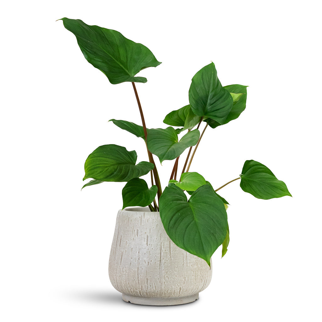 Homalomena rubescens Maggy Shield Plant 13x40cm house plant in Raindrop Rounded Darcy Planter Stone 24x20cm