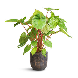 Homalomena rubescens Maggy - Shield Plant & Dave Plant Pot - Earth