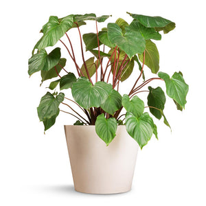 Homalomena rubescens Maggy - Shield Plant & Bucket Refined Planter - Natural White