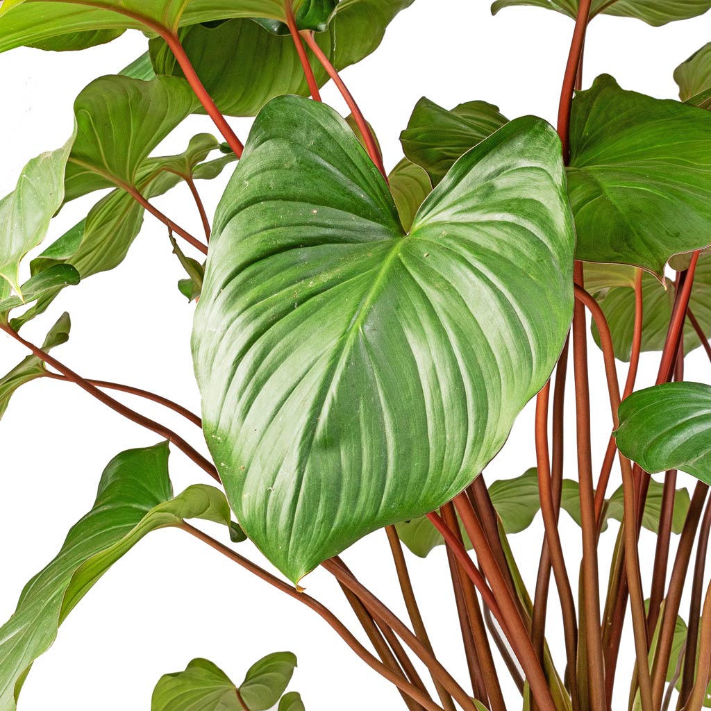 Homalomena rubescens Maggy - Shield Plant & Bucket Refined Planter - Natural White