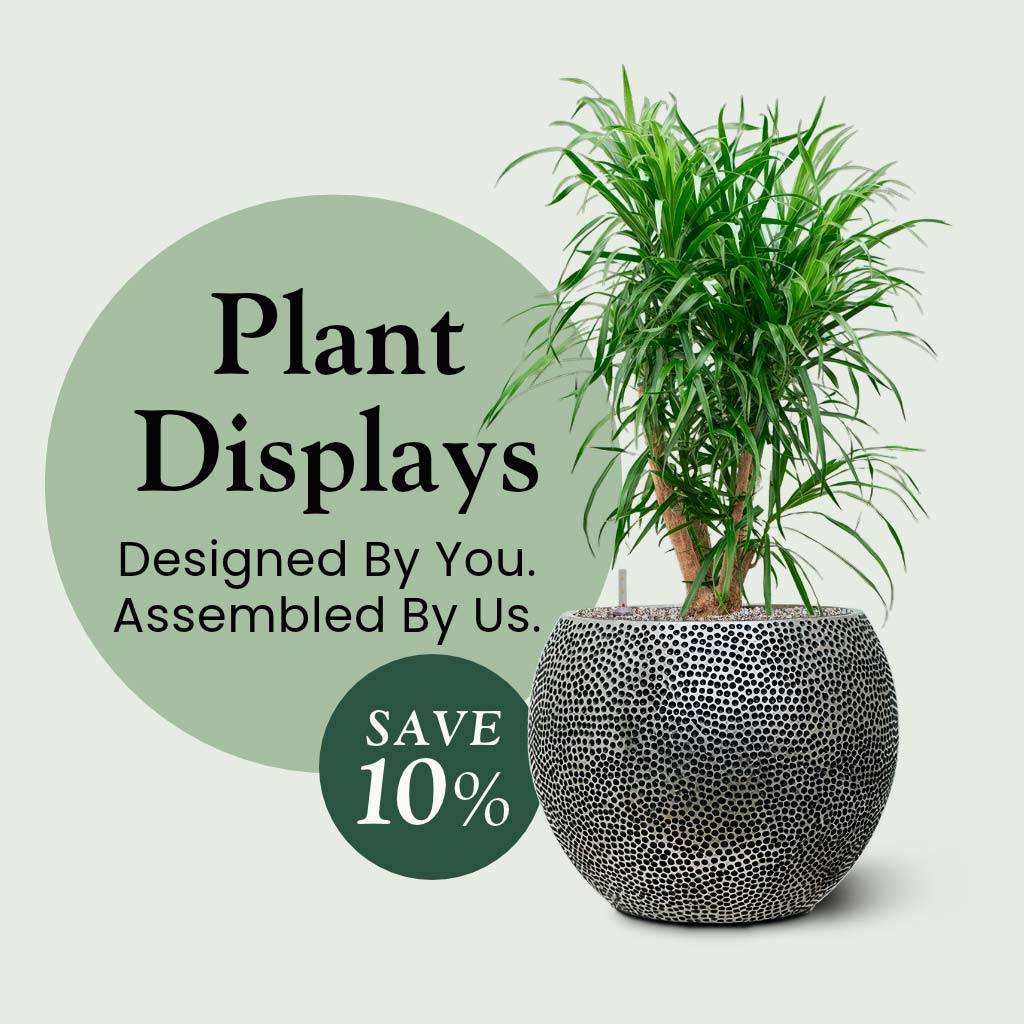 Plant Displays