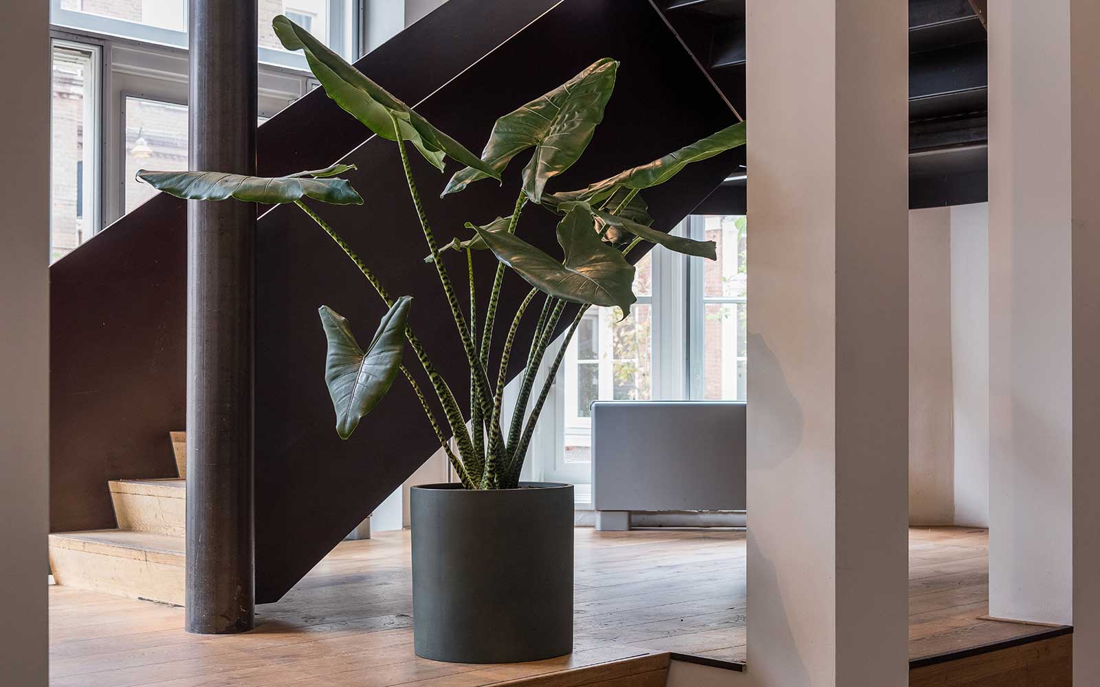 Buy quality assured houseplants online from Hortology, the UK’s favourite plant shop. Large & tall indoor plants, plant pots & planters for every setting. Shop wellbeing houseplant style to create your perfect urban jungle.