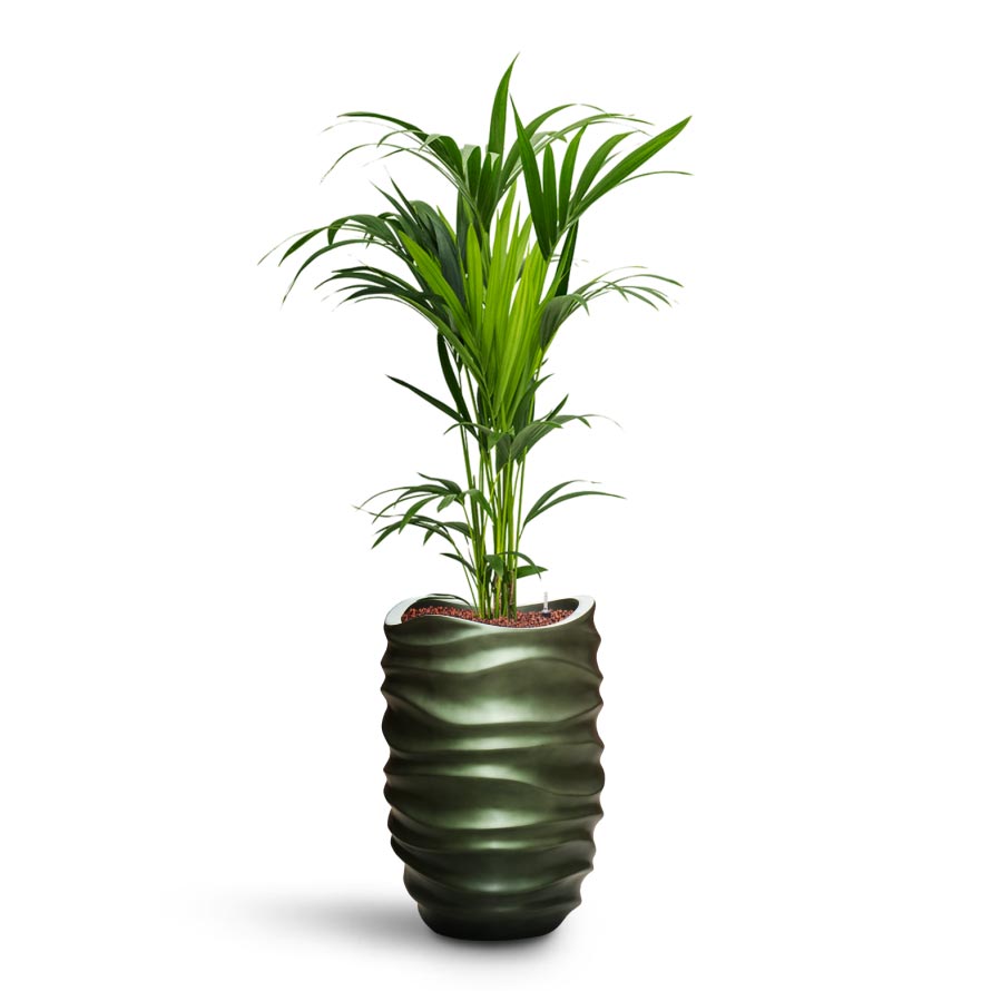 Howea - Kentia Palm - HydroCare & Gradient Lee Partner Planter - Matt Forest