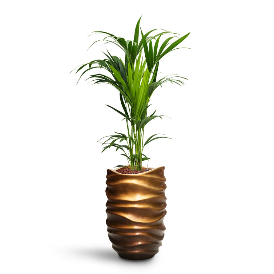Howea - Kentia Palm - HydroCare & Gradient Lee Partner Planter - Matt Honey