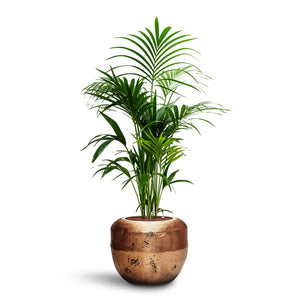 Howea - Kentia Palm - HydroCare & Opus Raw Couple Planter - Gold