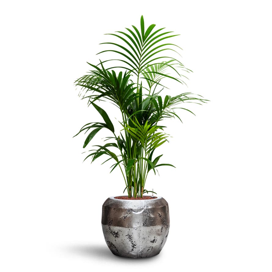 Howea - Kentia Palm - HydroCare & Opus Raw Couple Planter - Silver