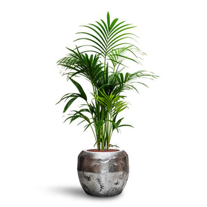 Howea - Kentia Palm - HydroCare & Opus Raw Couple Planter - Silver