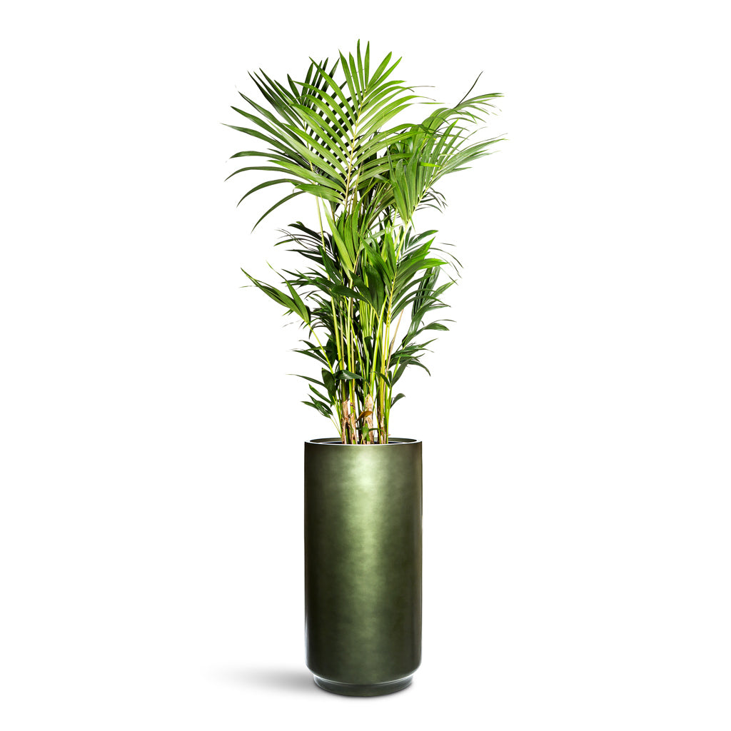 Howea Forsteriana Kentia Palm 24x140cm house plant in Gradient Cylinder Planter Forest Green 40x100cm Colour