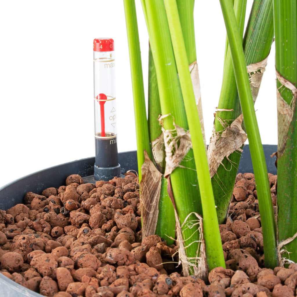 kentia palm plant food Howea - Kentia Palm Hydroculture Plants - Easy Care | Hortology