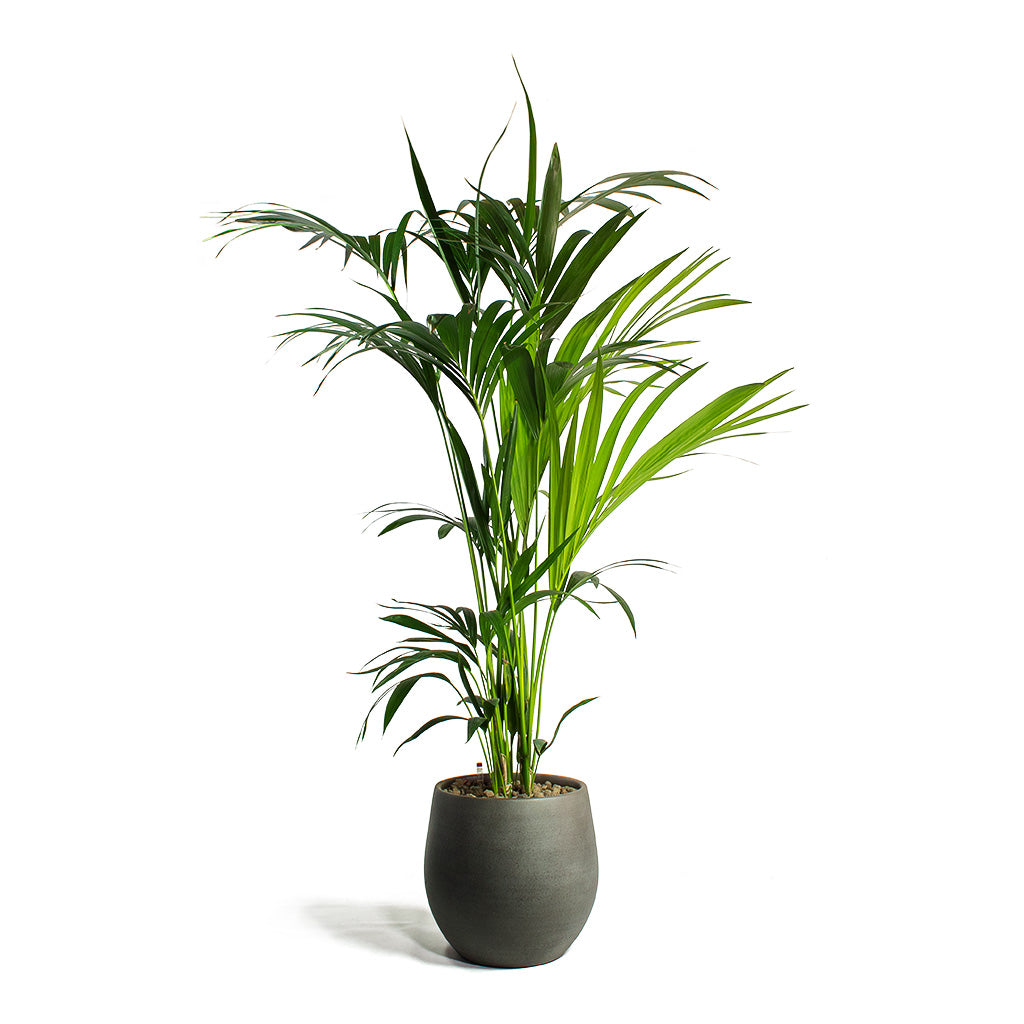 Easy Care Hydroculture Houseplants