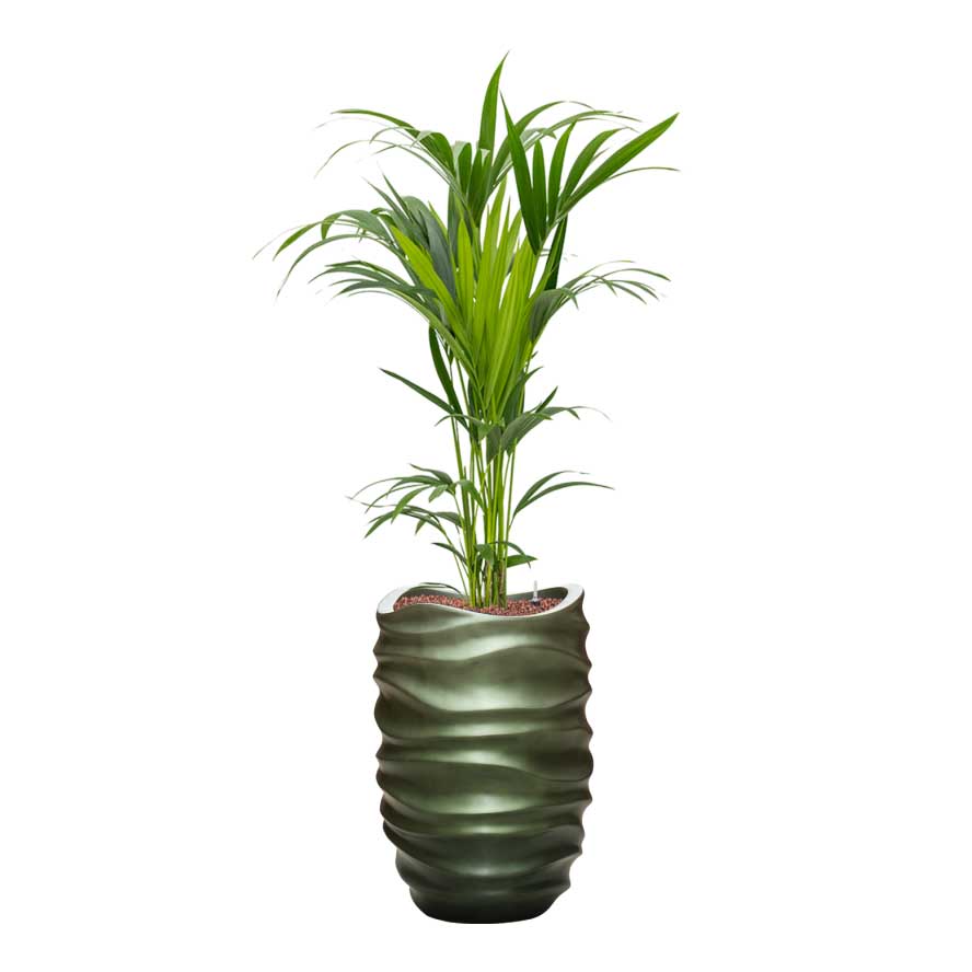 Howea - Kentia Palm - HydroCare & Gradient Lee Partner Planter - Matt Forest