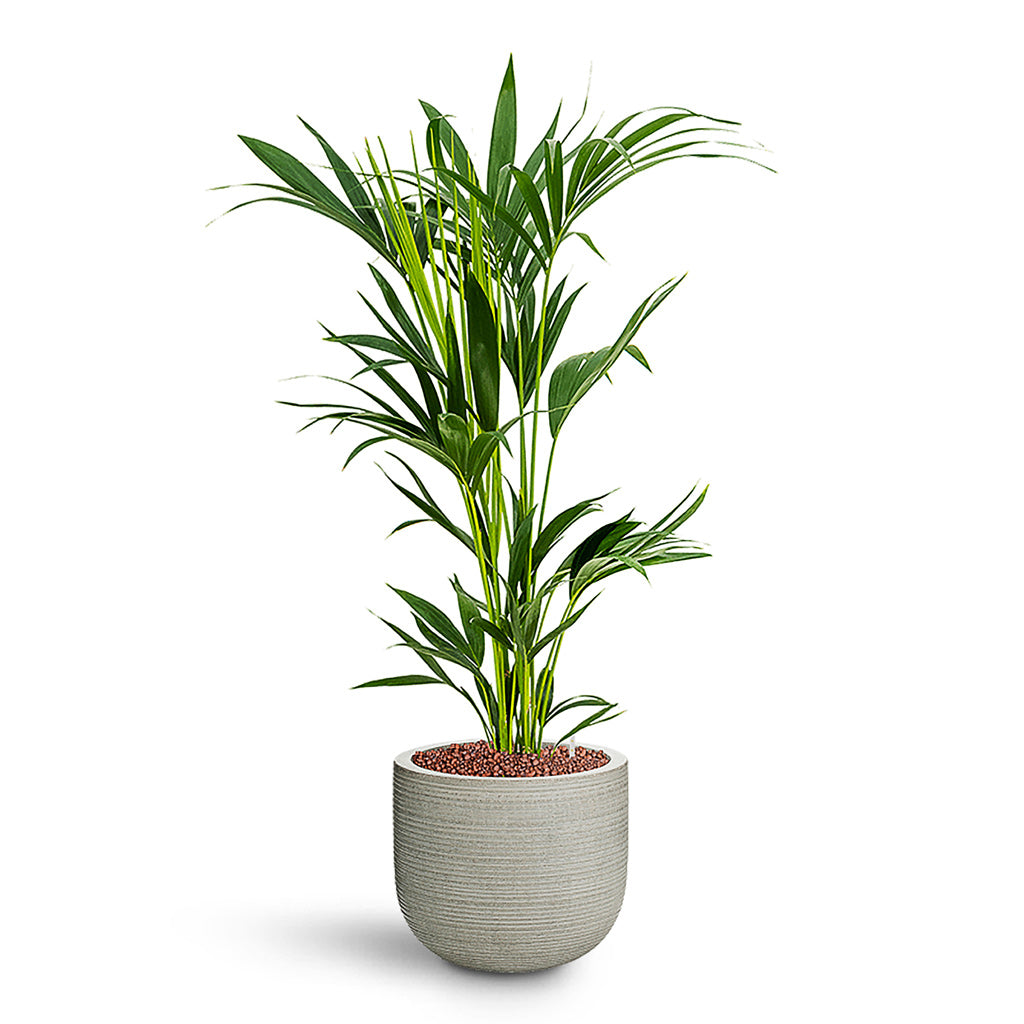 Howea forsteriana HydroCare in Cody Plant Pot - Ridged Cement - 28 x 105cm