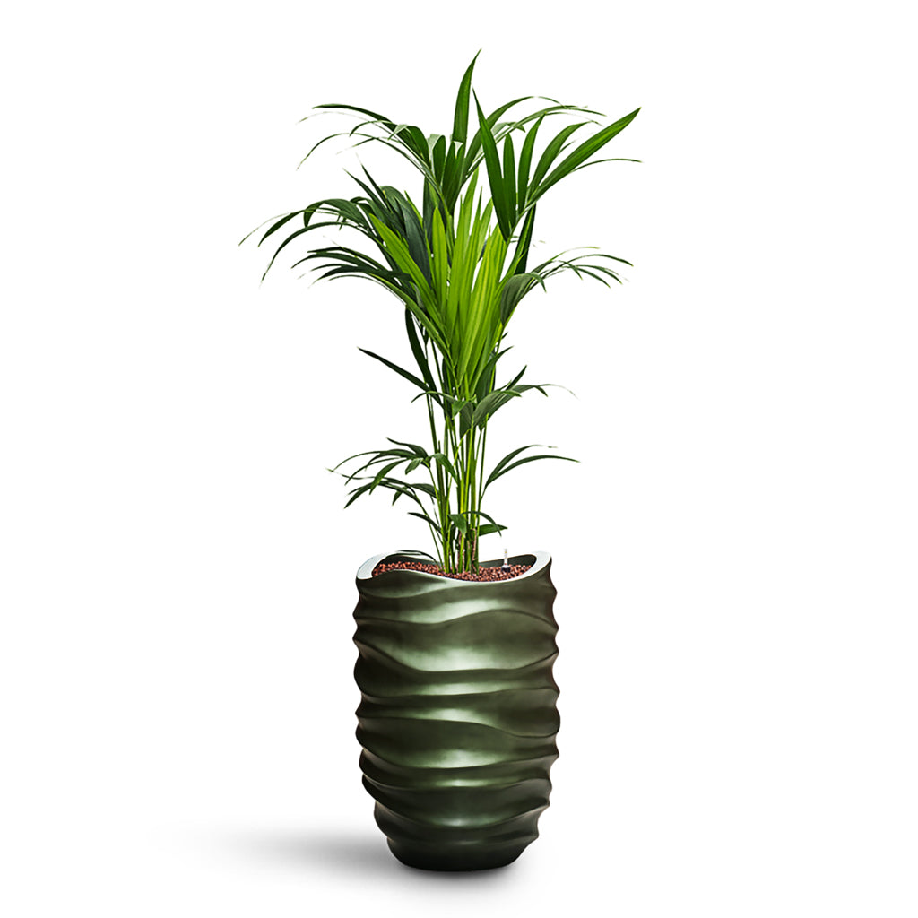 Howea forsteriana HydroCare in Gradient Lee Partner - Matt Forest - 40 x 159cm