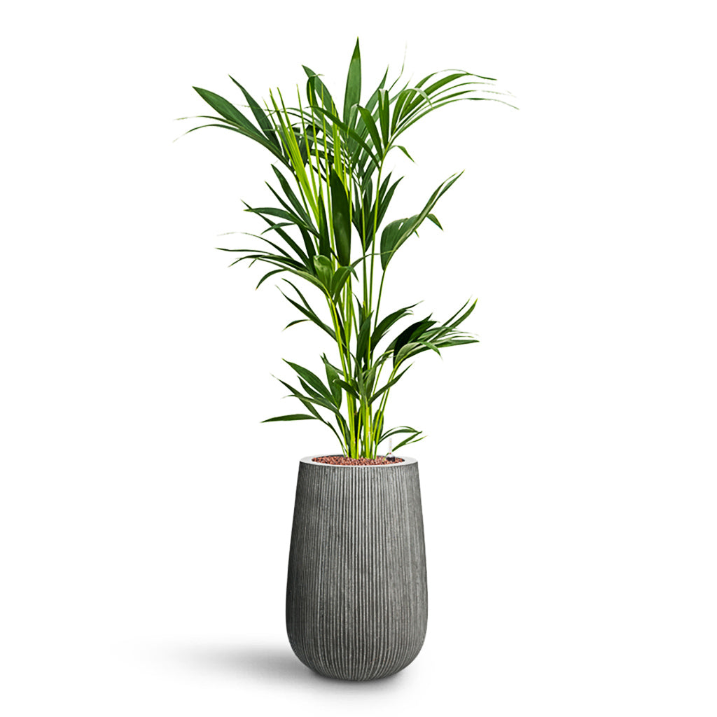 Howea forsteriana HydroCare in Patt High Plant Vase - Ridged Dark Grey - 29 x 124cm