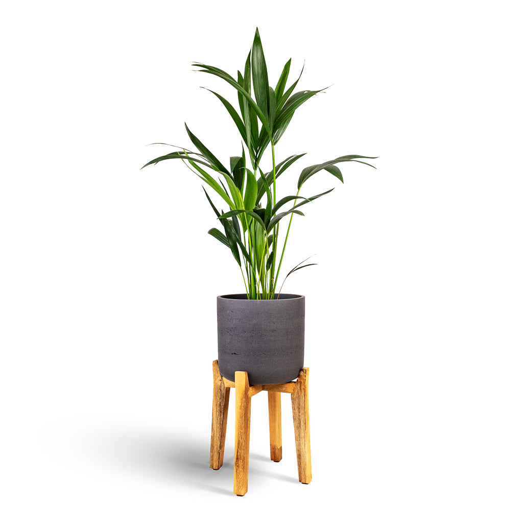 Howea forsteriana Kentia - 17x80cm House Plant In Charlie Pot Tall Stand Black Washed - 32x51cm