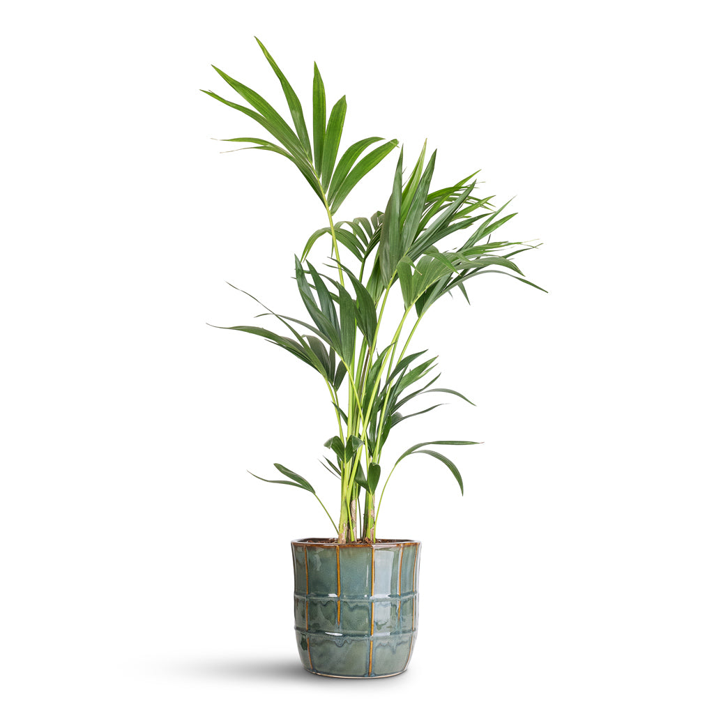 Howea forsteriana Kentia - 19x90cm In Noemi Pot Sea Green - 25x23cm