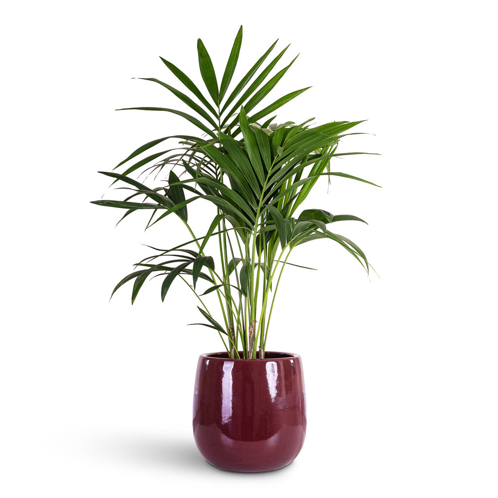Howea forsteriana Kentia 21x100cm House Plant In Aura Balloon Planter Mauve 31x31cm