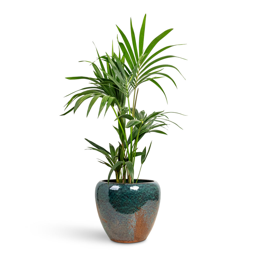 Howea forsteriana Kentia 21x100cm House Plant In Mystic Planter Metallic Ocean 32x30cm
