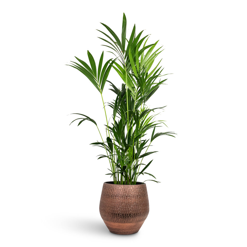 Howea forsteriana Kentia 27x170cm House Plant In Rafael Pot Copper 42x38cm