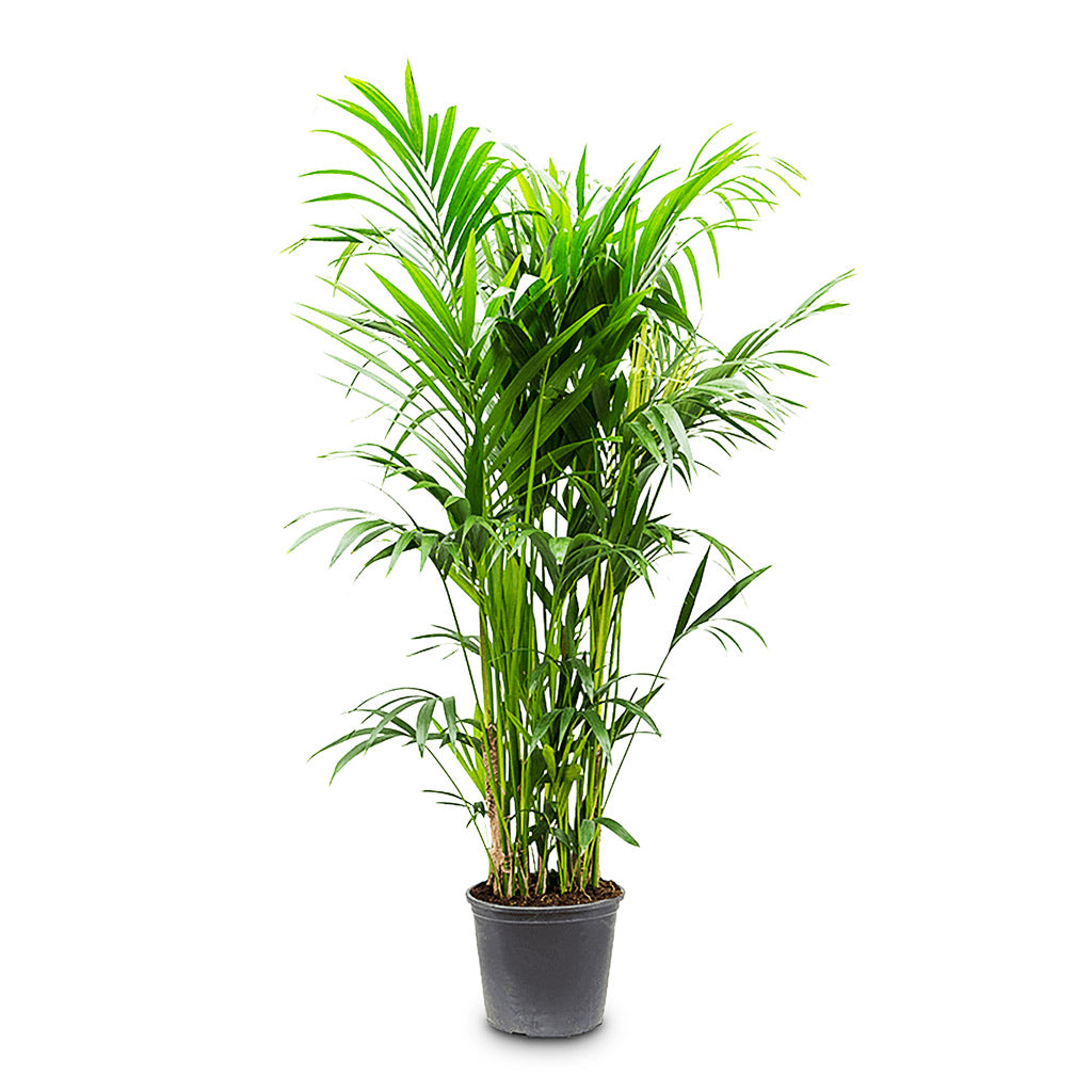Howea forsteriana Kentia - 32x180cm