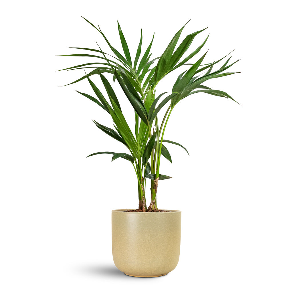 Howea forsteriana Kentia Palm 17x70cm house plant in Nine Pot Concrete 22x20cm