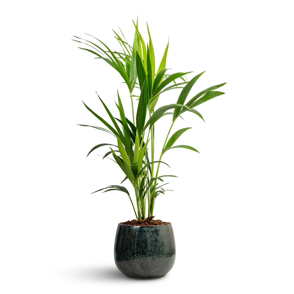 Howea forsteriana - Kentia Palm & Odile Plant Pot - Petrol