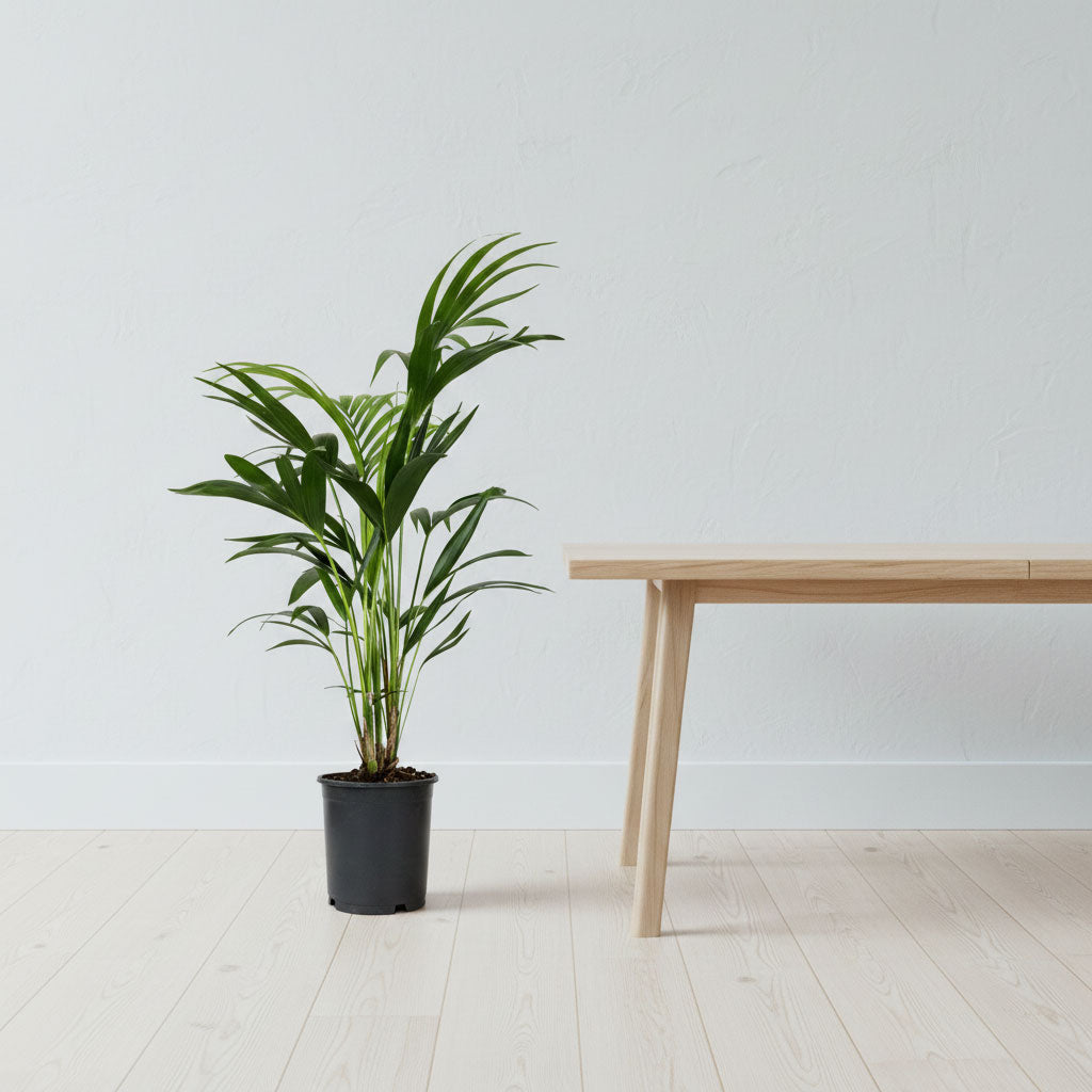 Howea forsteriana - Kentia Palm - 19 x 90cm